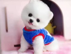 出售泰迪、比熊、博美、柯基、柴犬、小鹿犬等宠物狗