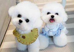 出售泰迪、比熊、博美、柯基、柴犬、小鹿犬等宠物狗